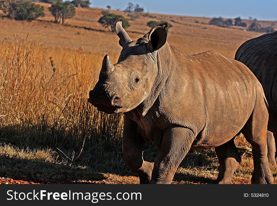 Rhino walking in the field in Africa.
