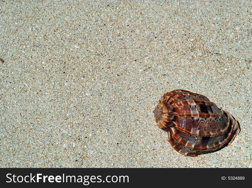 Beach sand, sea shell.