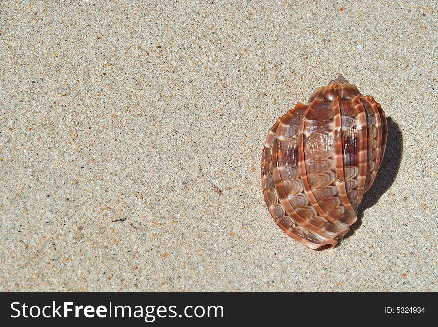 This is the beach sand with the sea shell on the right side of picture. The left side if free for your text . This is the beach sand with the sea shell on the right side of picture. The left side if free for your text .