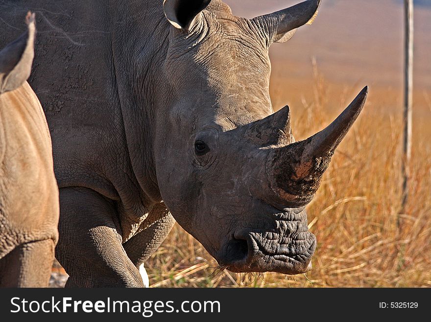 Rhino walking in the field in Africa.