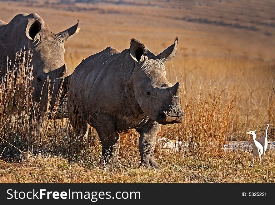 Rhino And Mother Walking In The Field