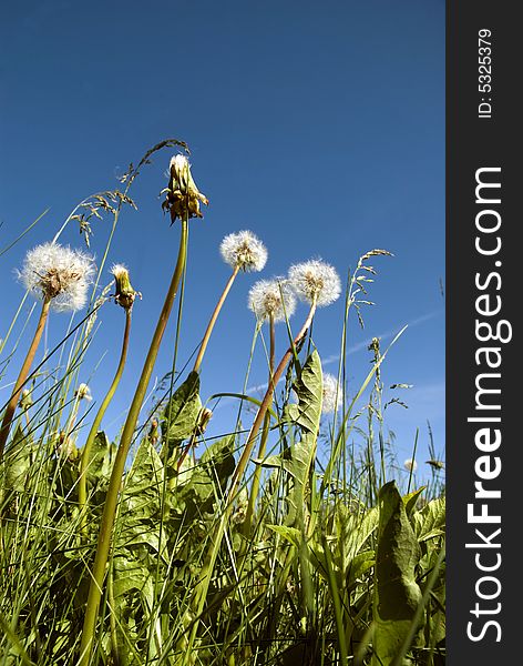Dandelions stalks in grass and behind clear blue sky. Dandelions stalks in grass and behind clear blue sky