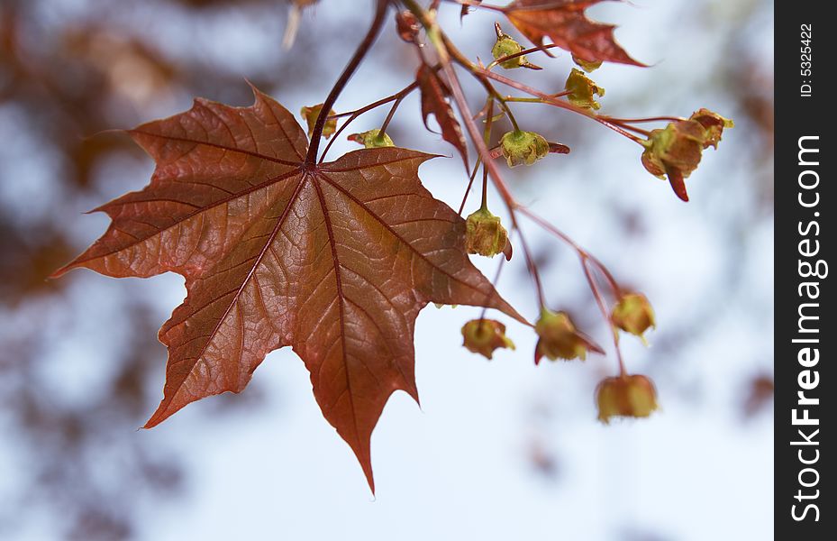 Young Maple Leaf On A Background Of The Sky