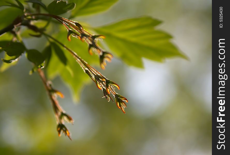 Flowers, Leaves On A Tree