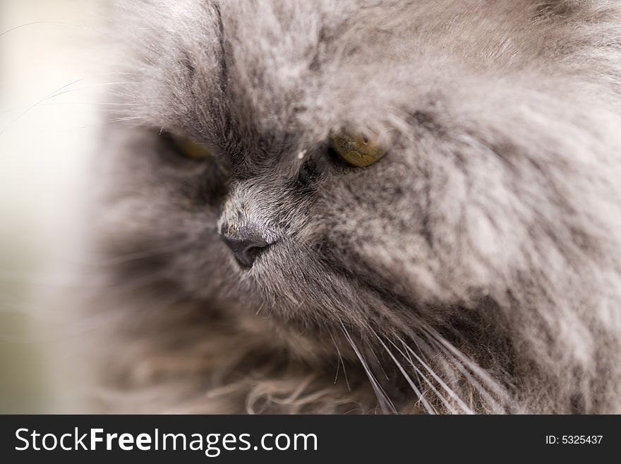 Photo of portrait of a grey cat close-up in nature