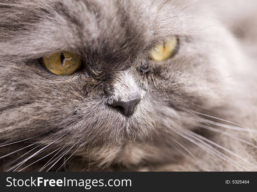Photo of portrait of a grey cat close-up  in nature