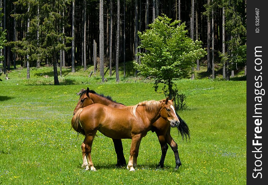 Wild horses in Ciucas mountain meadow. Wild horses in Ciucas mountain meadow.