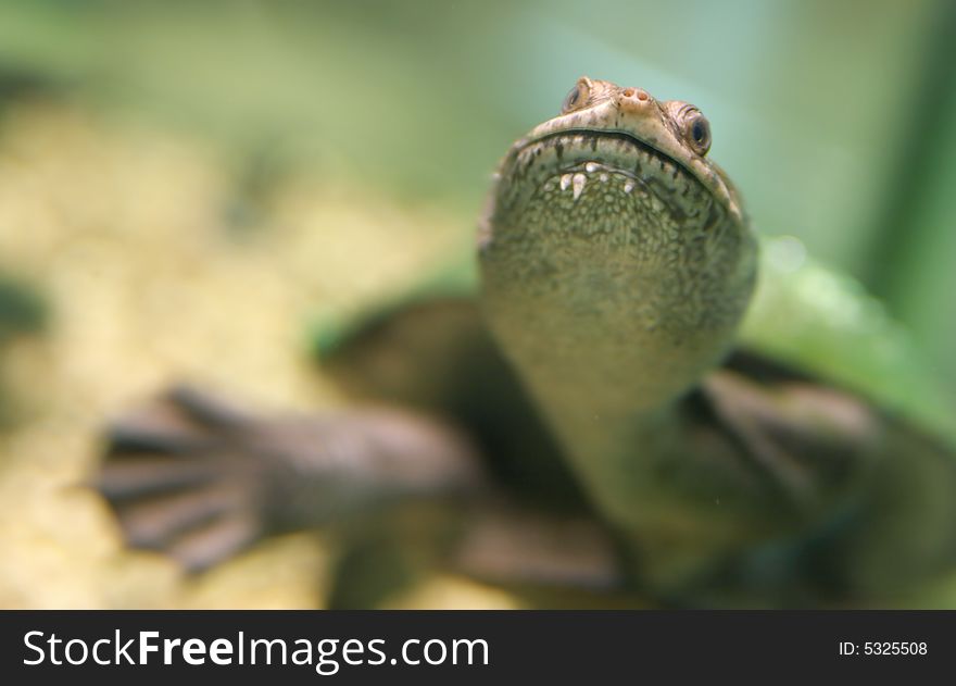 Turtle With A Long Head In An Aquarium