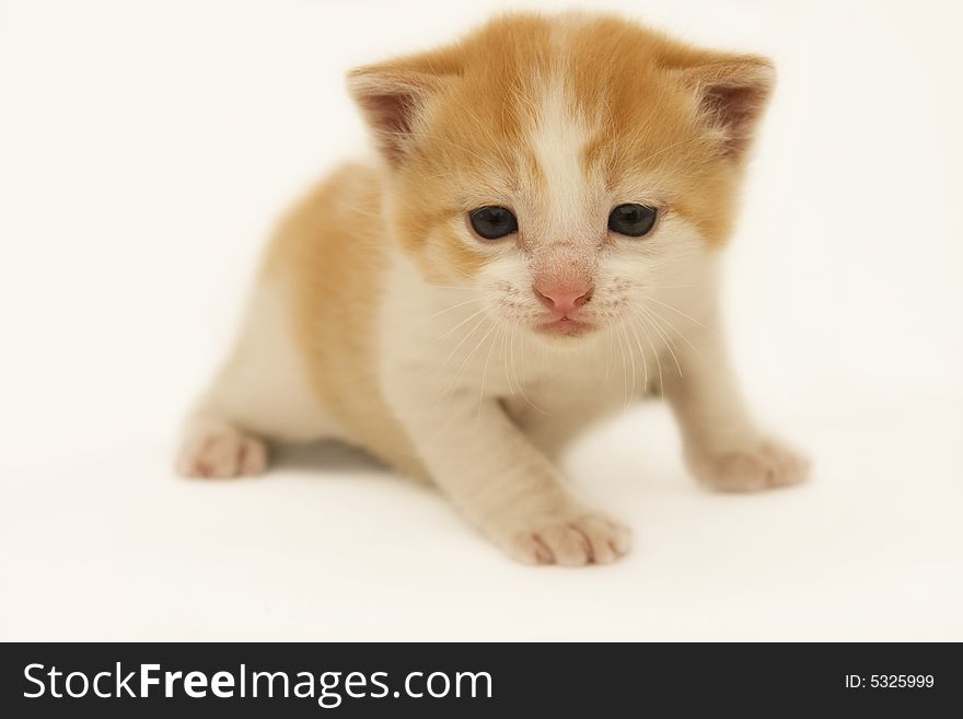 An orange kitten isolated on a white background.