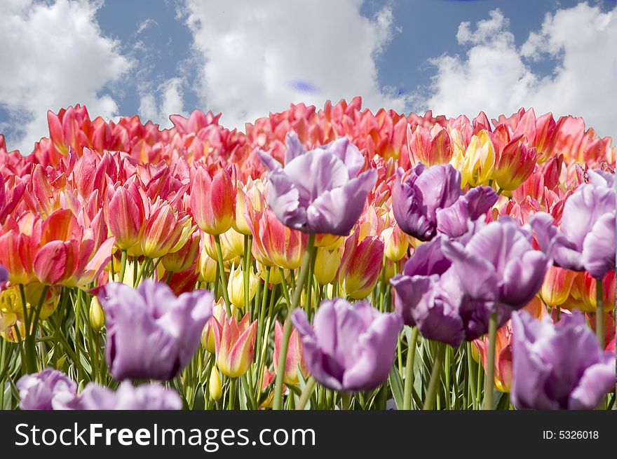 Field of very colored Tulips