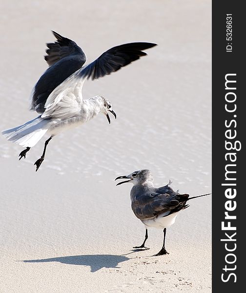 Two Seagulls On A Beach