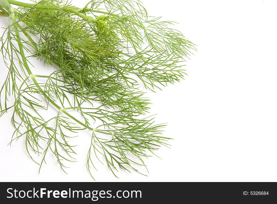 Isolated dill on white background