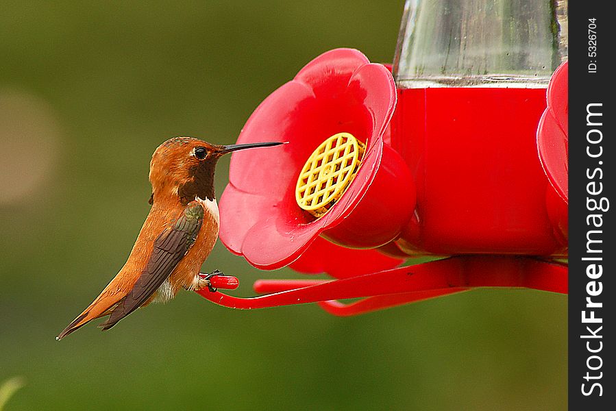 Brown hummingbird on red birdfeeder