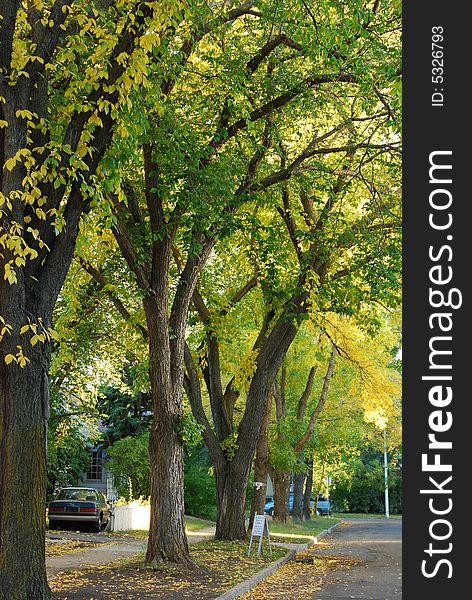 Trees and fallen leaves in late Autumn