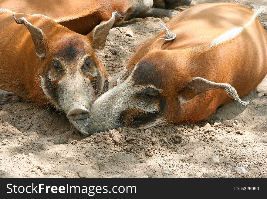 Two red river hogs sleeping