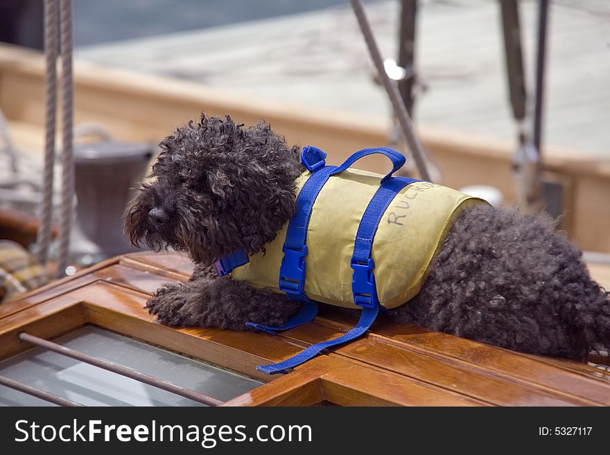 Man's best friend included on the yacht. Man's best friend included on the yacht