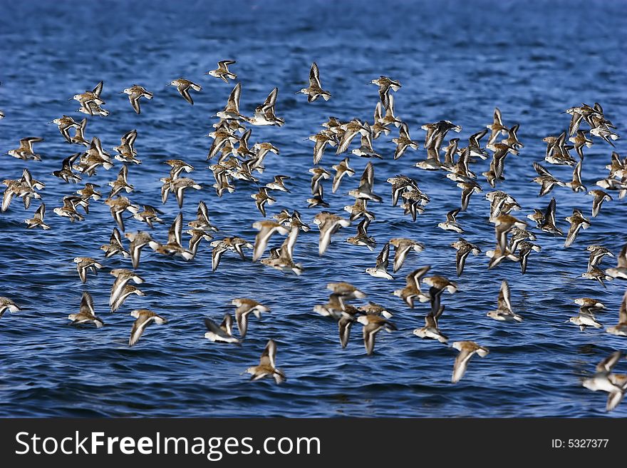 Sandpipers in flight over water on a sunny day.