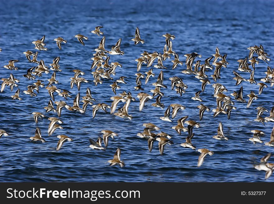 Sandpipers