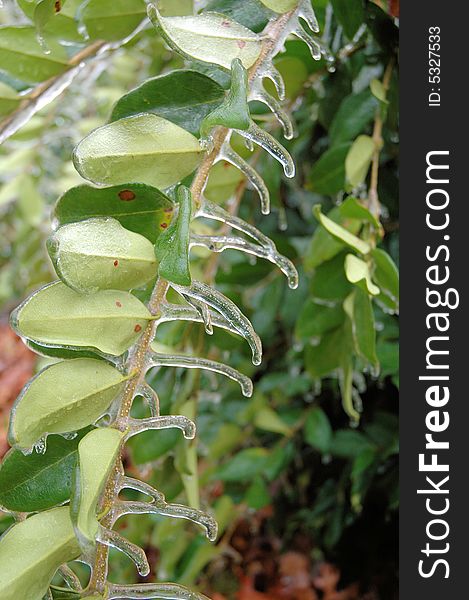 Glaze covers vegetation after windy ice storm. Glaze covers vegetation after windy ice storm.