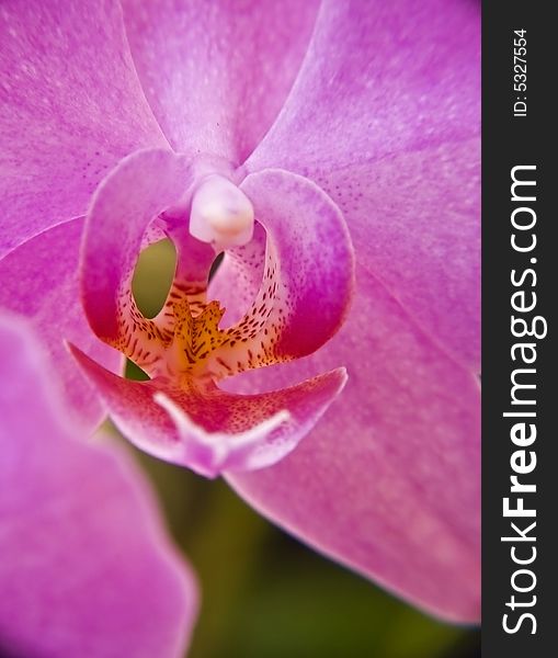 Close-up of an orchid showing the labellum & column. Close-up of an orchid showing the labellum & column.