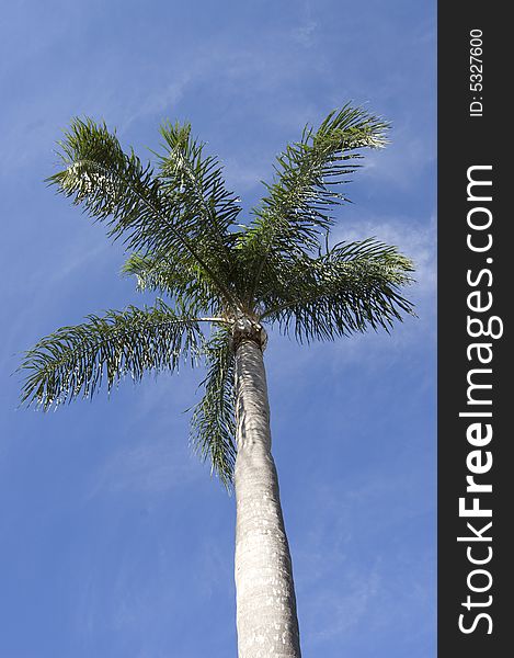 A tall palm tree against a gentle blue sky