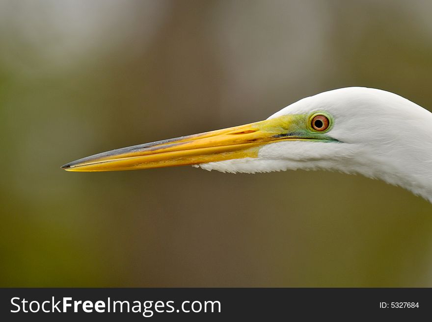 Close-up of the head and beak of a great white egret. Close-up of the head and beak of a great white egret.