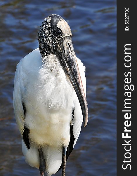 Front view of a standing woodstork.