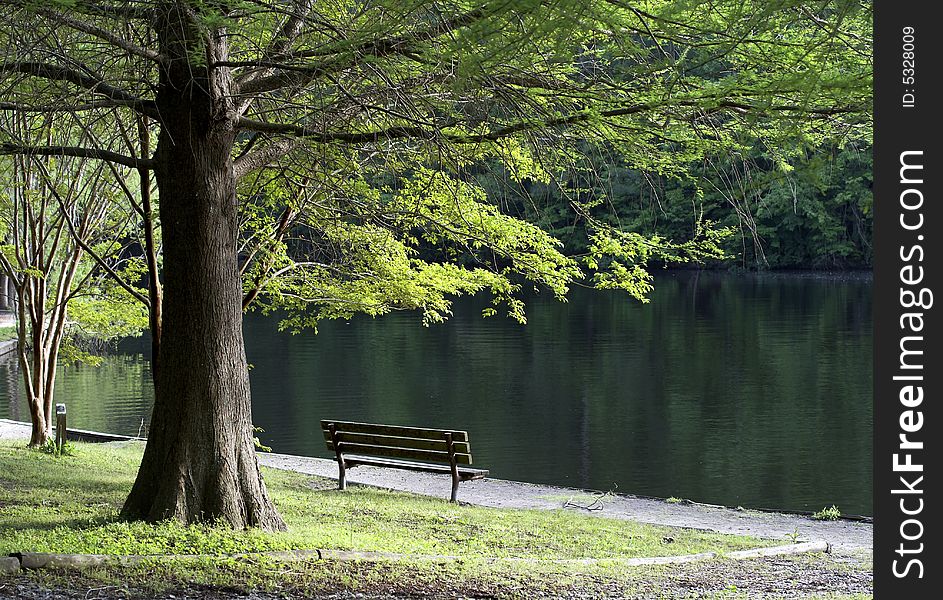 A bench under a tree at waters edge