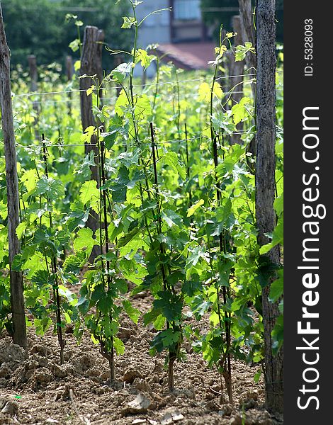 Young grape plant in vineyard. Young grape plant in vineyard