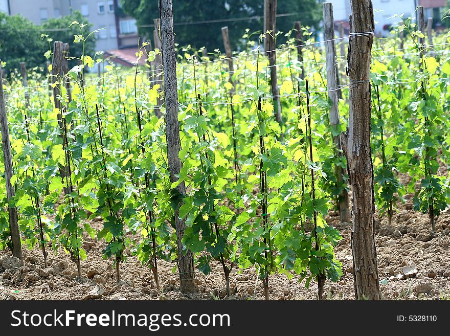 Young grape plant in vineyard. Young grape plant in vineyard