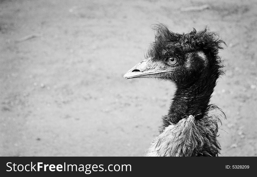 An angry looking Ostrich in black and white. An angry looking Ostrich in black and white