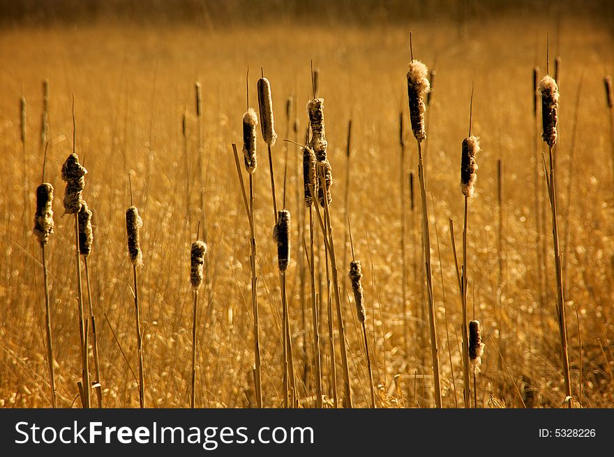 A Golden wheat field with many cattails. A Golden wheat field with many cattails.