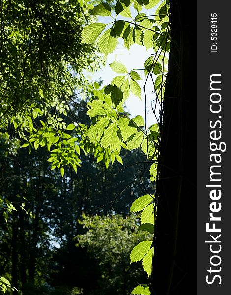 An image of a green plant in a park. An image of a green plant in a park