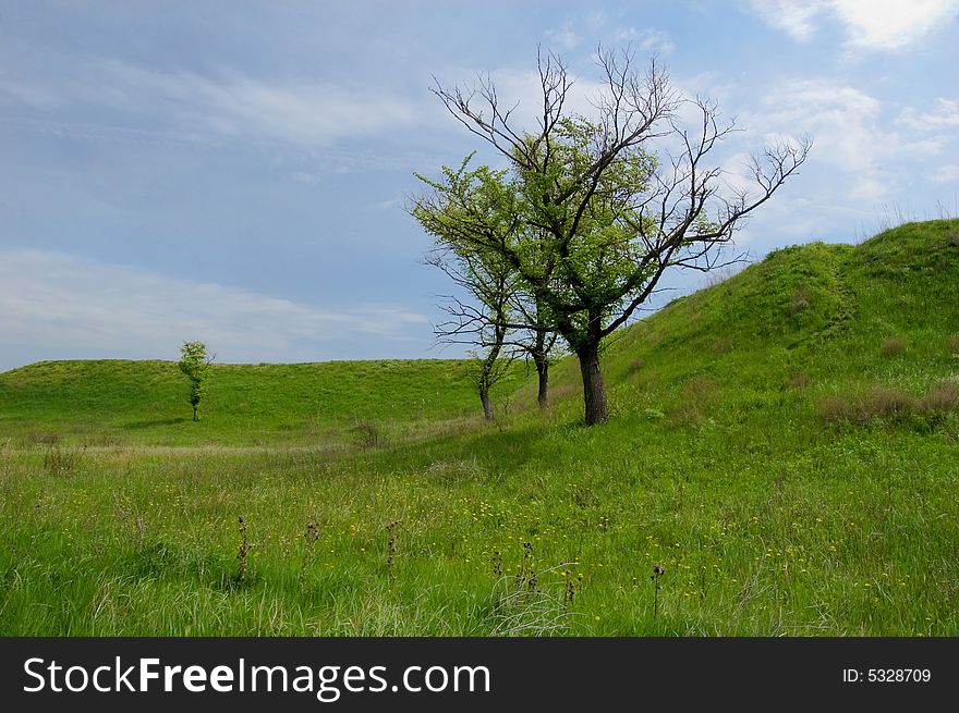 Spring landscape with a tree on the hill