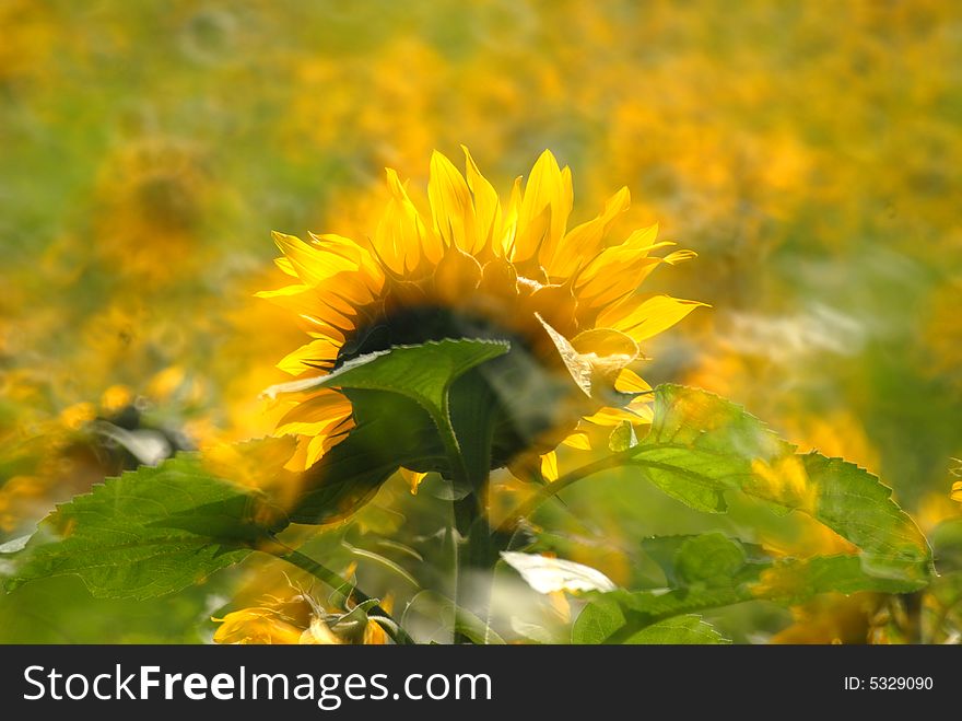 The sunflower in a flower field in the spring breeze and sunshine.