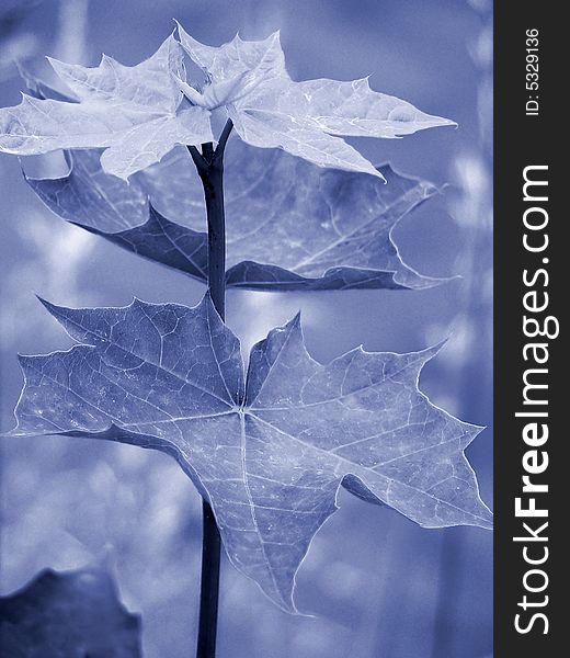 Maple leaf, blue coloration, macro