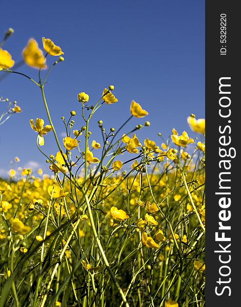 Yellow flowers in a park