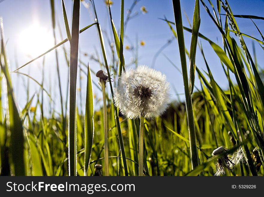 Blowball against the sun in franconia, germany