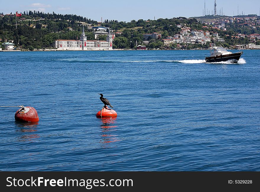 A black cormorant ignoring a speedboat on blue waters of the Bosphorus Straight.  In the background is the historic building of Kuleli military school brandishing red Turkish flags, on the Asian coast. A black cormorant ignoring a speedboat on blue waters of the Bosphorus Straight.  In the background is the historic building of Kuleli military school brandishing red Turkish flags, on the Asian coast.