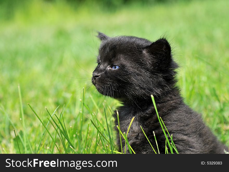 Little black cat on green grass