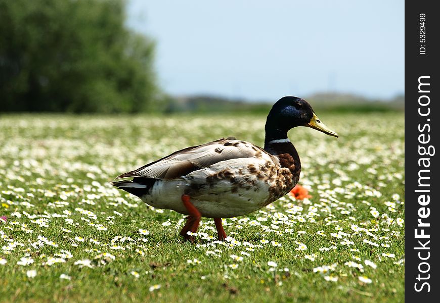 Duck at green meadow