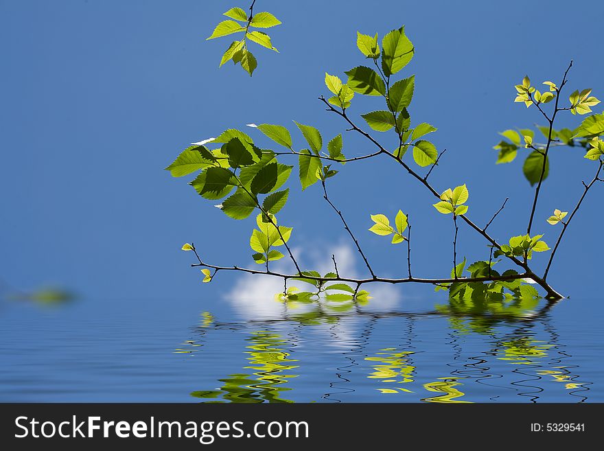 Fresh green leaves over water with reflections