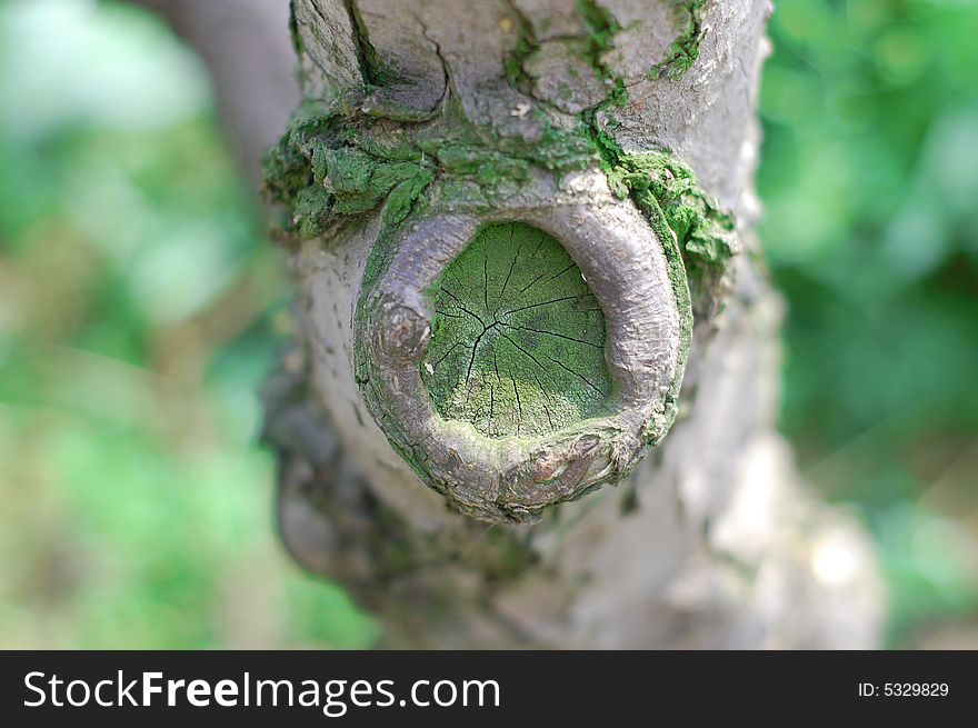 Green Tree Scar