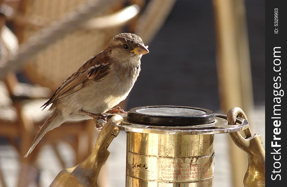 A sparrow on an enclosure of a cafe in Stockholm, early sunny morning