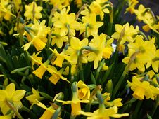 Yellow Narcissus Daffodils Stock Images Yellow Narcissus Daffodils Stock Images