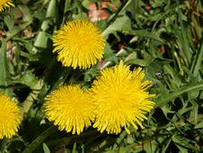 Beautiful Dandelion Taraxacum Flower Stock Image Beautiful Dandelion Taraxacum Flower Stock Image