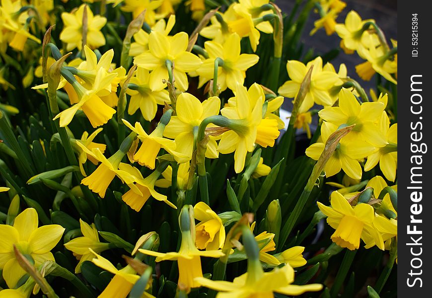 Yellow Narcissus Daffodils in a plant nursery greenhouse