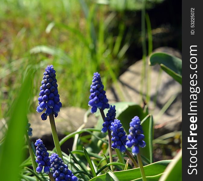 Spring Flowers Muscari Mill Blue Bunches Of Grapes Close-up.