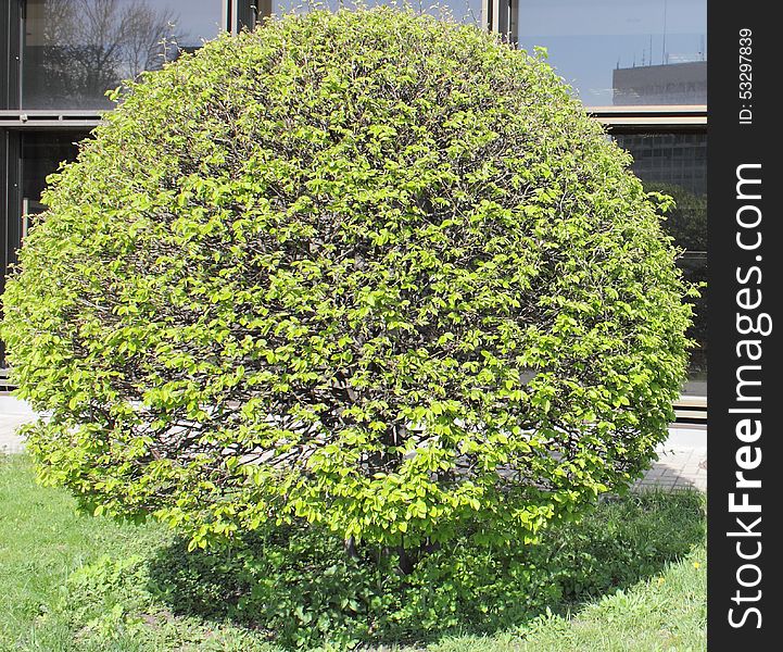 Spring fantasy of young green leaves on a round bush