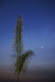 Palm Tree In Early Evening Royalty Free Stock Images